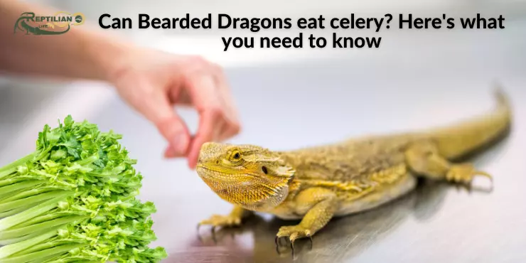 Can Bearded Dragons eat celery? Here's what you need to know