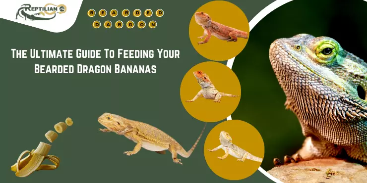 The Ultimate Guide To Feeding Your Bearded Dragon Bananas!