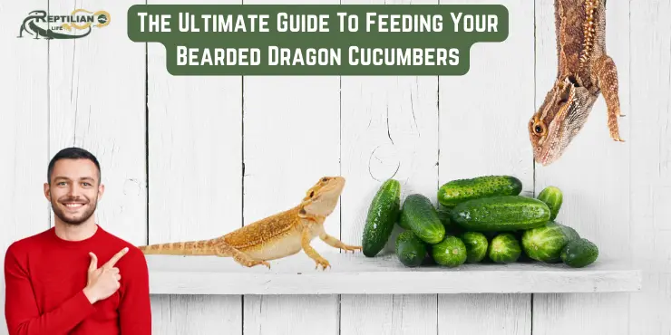 The Ultimate Guide To Feeding Your Bearded Dragon Cucumbers