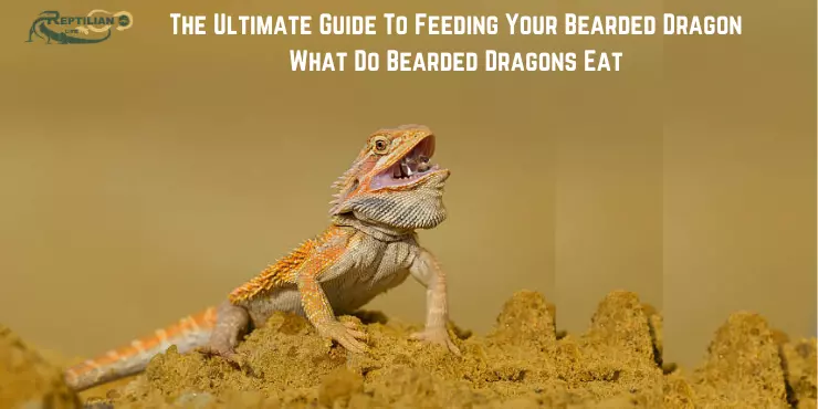 petting reptiles The Ultimate Guide To Feeding Your Bearded Dragon What Do Bearded Dragons Eat