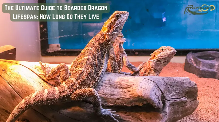 The Ultimate Guide to Bearded Dragon Lifespan How Long Do They Live